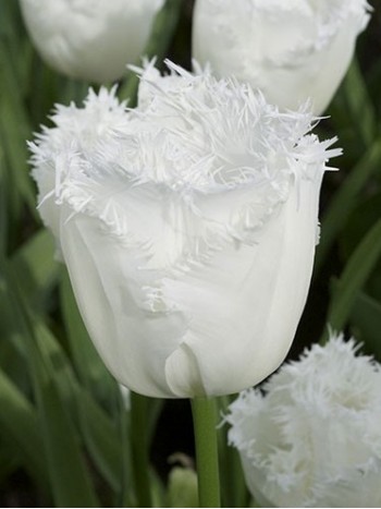 Лале (Tulipa 'Swan Wings') PR917 Лале (Tulipa 'Swan Wings') PR917